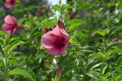 Allamanda blanchetii