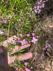 Boronia