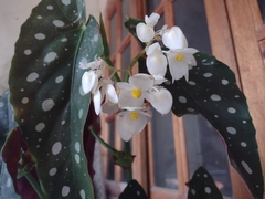 Begonia maculata