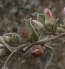 Podalyria burchellii