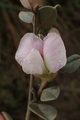 Podalyria burchellii