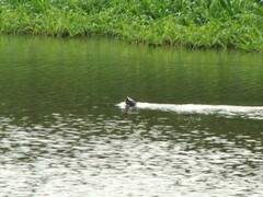 Lontra longicaudis