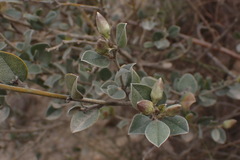 Podalyria burchellii