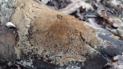Fungi