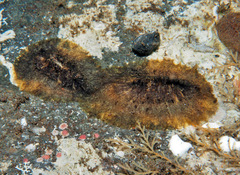 Scutus unguis