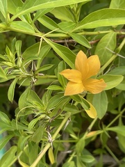 Barleria