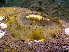 Scutus unguis
