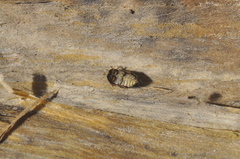 Attagenus fasciatus