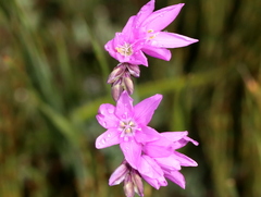 Ixia flexuosa