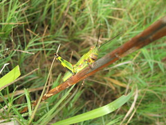 Zoniopoda tarsata