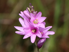 Ixia flexuosa