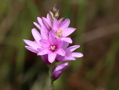 Ixia flexuosa