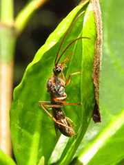 Myrmecia