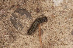 Phragmatobia fuliginosa