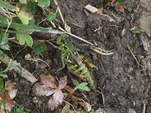 High Mountain Grasshopper