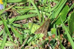 Panoquina panoquin