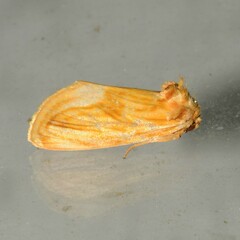 Cirrhophanus triangulifer