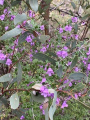 Prostanthera rotundifolia