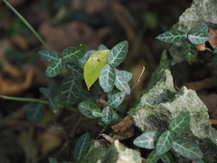 Dicliptera chinensis