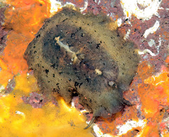Scutus unguis