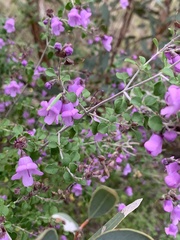Prostanthera rotundifolia