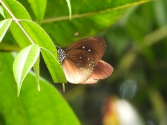 Euploea climena