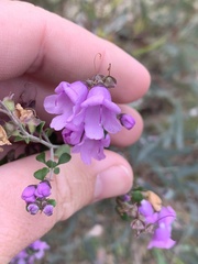 Prostanthera rotundifolia