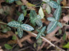 Trachelospermum
