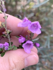 Prostanthera rotundifolia
