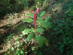 Phytolacca rugosa