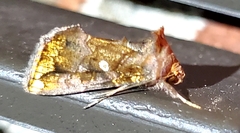 Argyrogramma verruca
