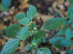 Dicliptera chinensis