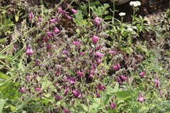 Salvia przewalskii