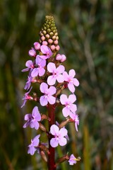 Stylidium graminifolium