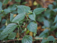 Dicliptera chinensis
