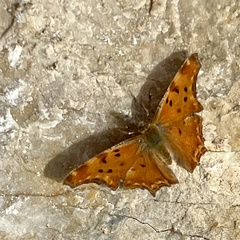 Polygonia egea