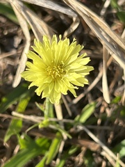 Pyrrhopappus carolinianus