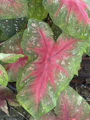 Caladium