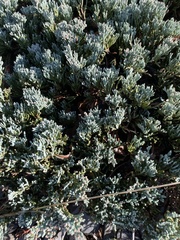 Juniperus horizontalis