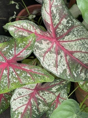 Caladium