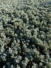 Juniperus horizontalis