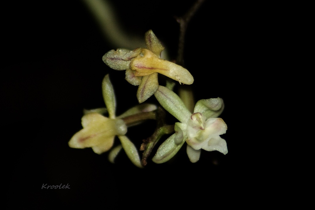 Cleisostoma discolor (Cleisostoma discolor)