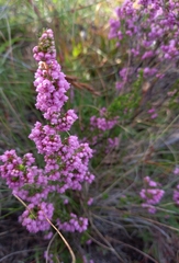 Erica mauritanica