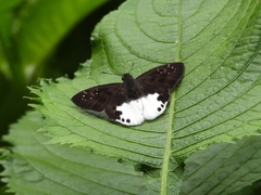 Tagiades calligana