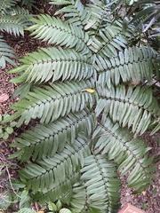 Angiopteris lygodiifolia