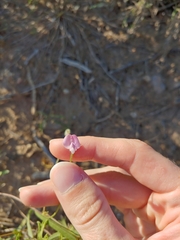 Strophostyles leiosperma