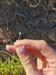 Strophostyles leiosperma