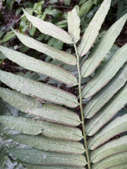 Angiopteris lygodiifolia