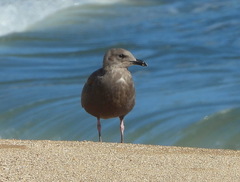 Larus schistisagus