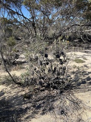 Banksia ornata